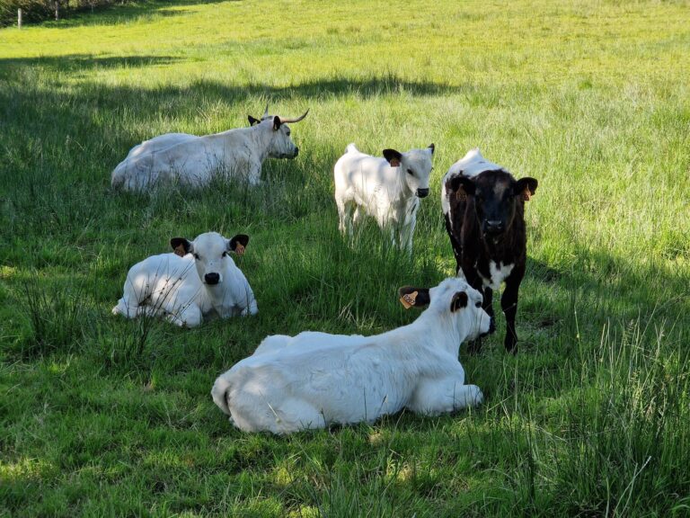 Pictures of White Park Cattle in France