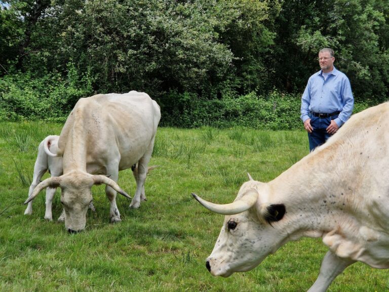 Funding Request to Save the White Park Breed in Europe